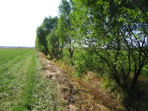 Gehlze schtzen den Boden vor Austrocknung  Naturpark Sdschwarzwald e. V.