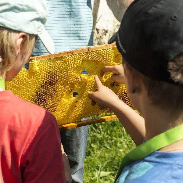 Kinder begutachten eine Honigwabe