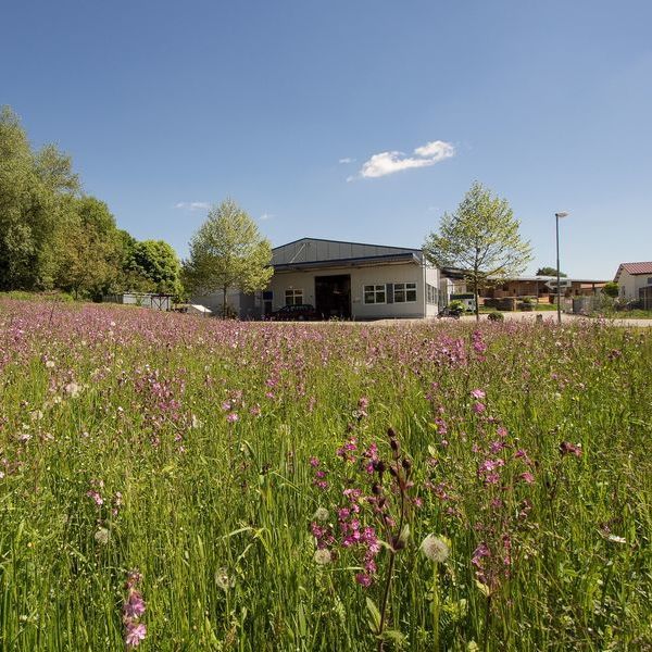 Blühwiese als Baulandreserve