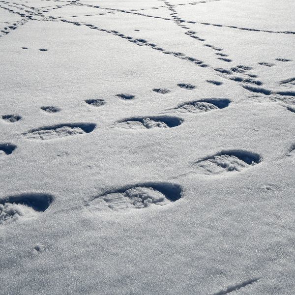 Spuren von Wildtieren und Menschen im Schnee