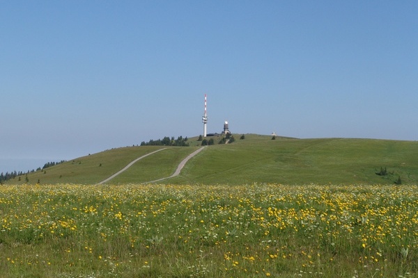 Blick auf den Feldberg-Gipfel und seine Weidfelder (© NAZ Südschwarzwald)