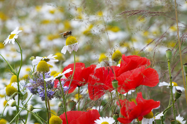 Blühende Wildpflanzen als Insektenfutter © VDN/Carsten Ranke