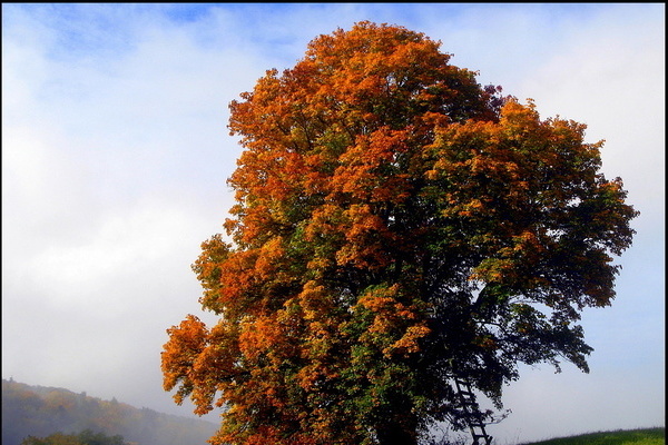 Feldahorn mit Herbstfärbung © VDN/Rudi Thalhäuser