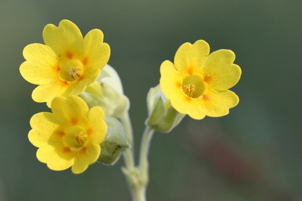 Blüten der Wiesenschlüsselblume (Foto: VDN/Günter Müller)