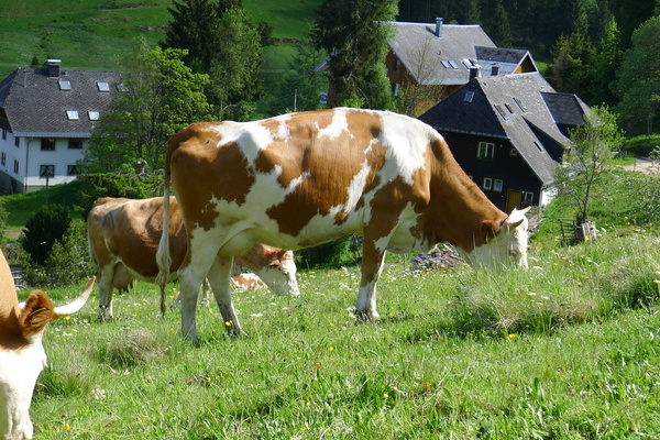 Die Kühe auf dem Hof Till © Johannes Till