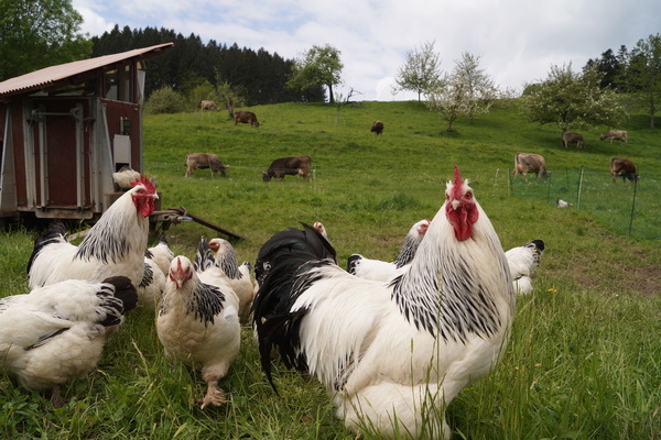 Unsere Hühner in Freilandhaltung im Ibental.