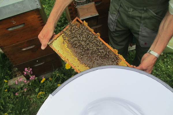 Faszinierende Einblicke beim Imker im Modul "Biene" © Hansjakobschule Titisee-Neustadt