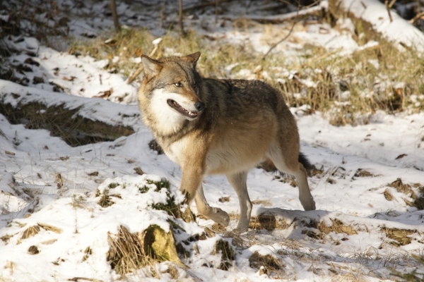 Ein Wolf © VDN-Fotoportal/Thomas Brey