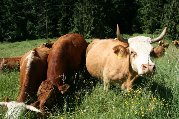 ... und Kühen aus dem Naturpark Südschwarzwald.