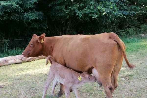 Kuh mit Kalb auf dem Schafhof  Landwirtschaftskollektiv Schafhof GbR