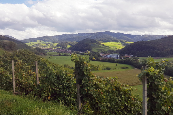 Blick ins Glottertal und seine Weinberge  Naturpark Sdschwarzwald e. V.