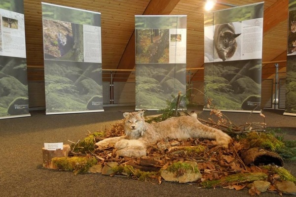Luchs-Ausstellung im Haus der Natur am Feldberg (NaturparkSüdschwarzwald)