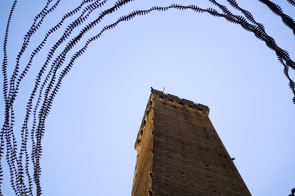 Dohlen um den Torre Asinelli in Bologna © Photo/Iskiographie: Lothar Schiffler