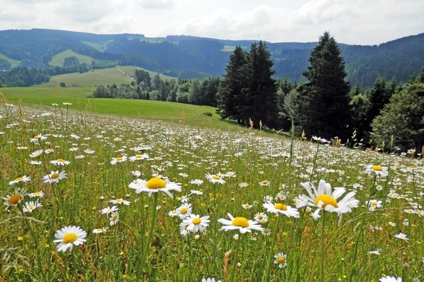 Artenreiche Margeritenwiese bei Gütenbach © LEV Schwarzwald-Baar-Kreis e. V.