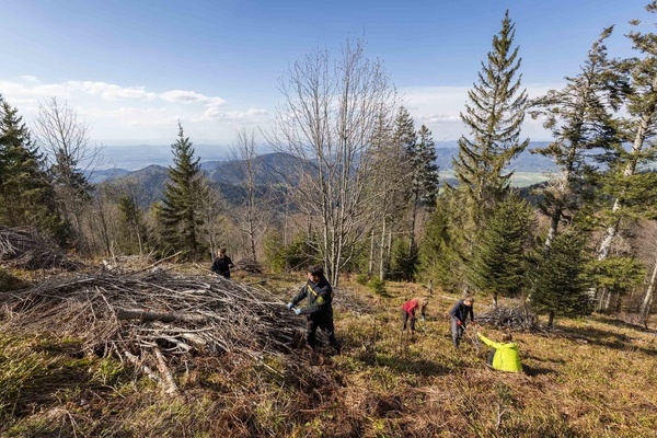 Beim Voluntourismus können alle unter fachkundiger Anleitung etwas Gutes für die Umwelt tun. © Naturpark Südschwarzwald/Sebastian Schröder-Esch