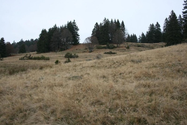 Bei höheren Temperaturen und temporären Trockenphasen ist auch auf extensiven Weideflächen 8z.B. Borstgrasrasen, Berg-Mähwiesen) eine deutliche Veränderung der Vegetation zu erwaten. (Foto: UNIQUE GmbH)