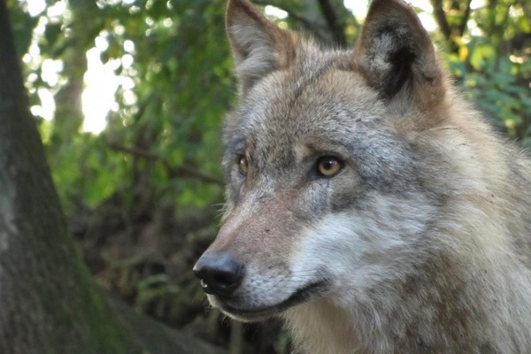 Wolf (Foto: Dr. Micha Herdtfelder)