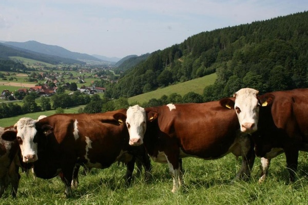 Vorderwälder Rinder im Prechtal (Foto: Dr. Franz Maus)