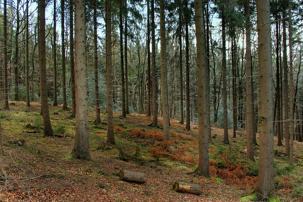 Wie ist der Zustand des Waldes im Schwarzwald?  VDN-Fotoportal/Ulrike Sobick