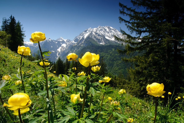 Aus dem Film "Heimat Natur": Bergwiese mit Trollblumen  nautilusfilm