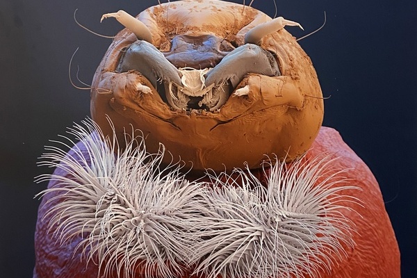 Zuckmücke (Chironomida cf. plumosus) im Larvenstadium © Eye of Science: Nicole Ottawa und Oliver Meckes