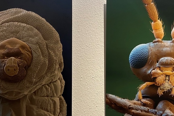 Blattlauswespe (Aphidius colemani) als Larve und fertiges Insekt  Eye of Science: Nicole Ottawa und Oliver Meckes