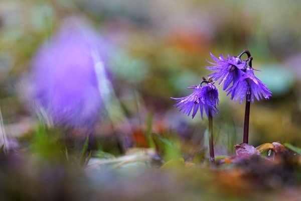 Alpen-Troddelblume - um die zu finden braucht es auch ein bisschen Glück © Hubertus Ulsamer