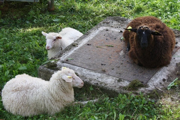 Die Schafe auf dem Schulbauernhof © Schulbauernhof Domäne Hochburg e. V.