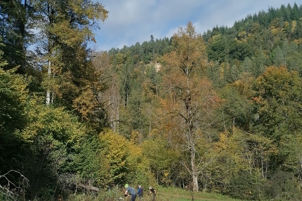 Hereinwachsende Sträucher und Bäume werden entfernt, um Biotope offenzuhalten © Naturpark Südschwarzwald e. V.