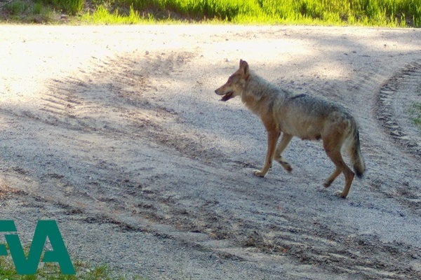 Wlfin bei Schluchsee auf einer Wildkamera  Forstliche Versuchs- und Forschungsanstalt Baden-Wrttemberg (FVA)