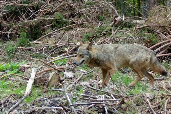 Der derzeit im Schluchseegebiet lebende, territoriale Wolfsrde  FVA-Wildtierinstitut