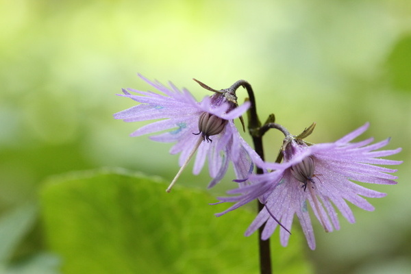 Eine kleine Schnheit: die Alpentroddelblume  Hubertus Ulsamer