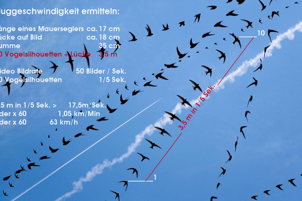 AIRLINES XIV-8: Mauersegler auf Elba, Berechnung der Fluggeschwindigkeit  Lothar Schiffler